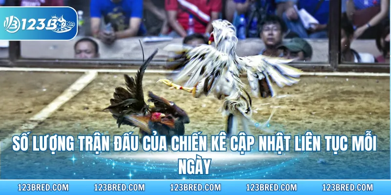 Số lượng trận đấu của chiến kê cập nhật liên tục mỗi ngày