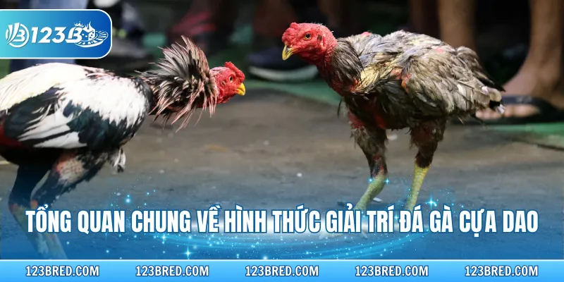 Tổng quan chung về hình thức giải trí đá gà cựa dao